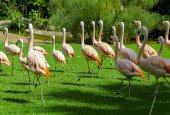 beautiful-large-flamingo-group-walking-grass-park