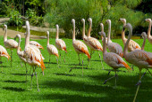 beautiful-large-flamingo-group-walking-grass-park