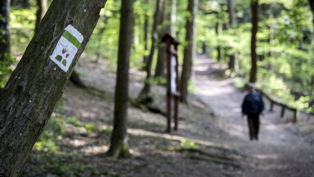 Cyclamen nature trail