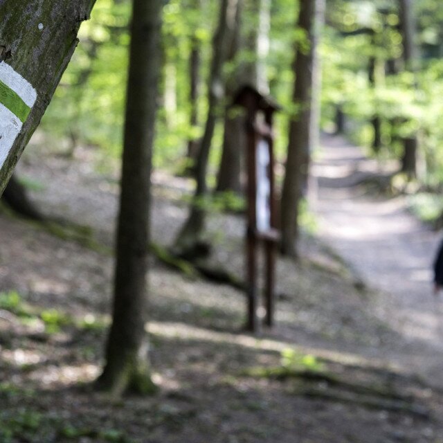 Cyclamen nature trail