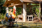 Gockeljagd