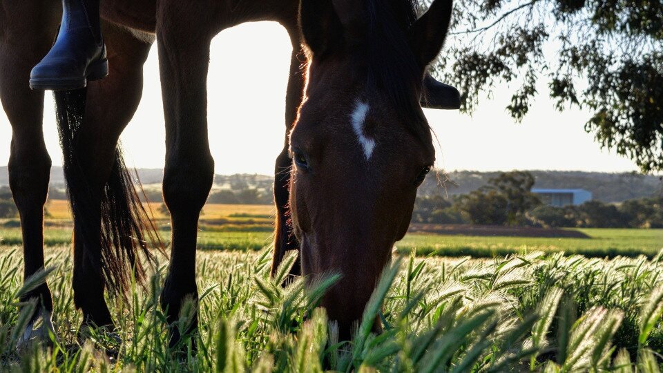 Horse riding