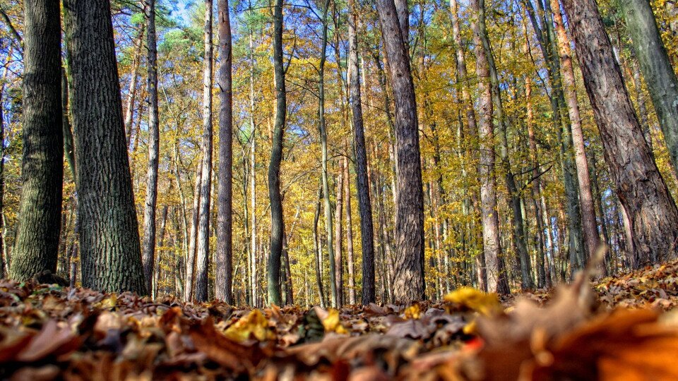 Informative forest walks in Sopron