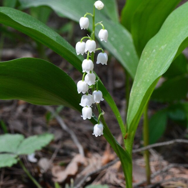 Lily of the Valley Nature Trail