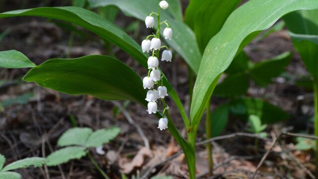Lily of the Valley Nature Trail