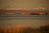_MG_9312