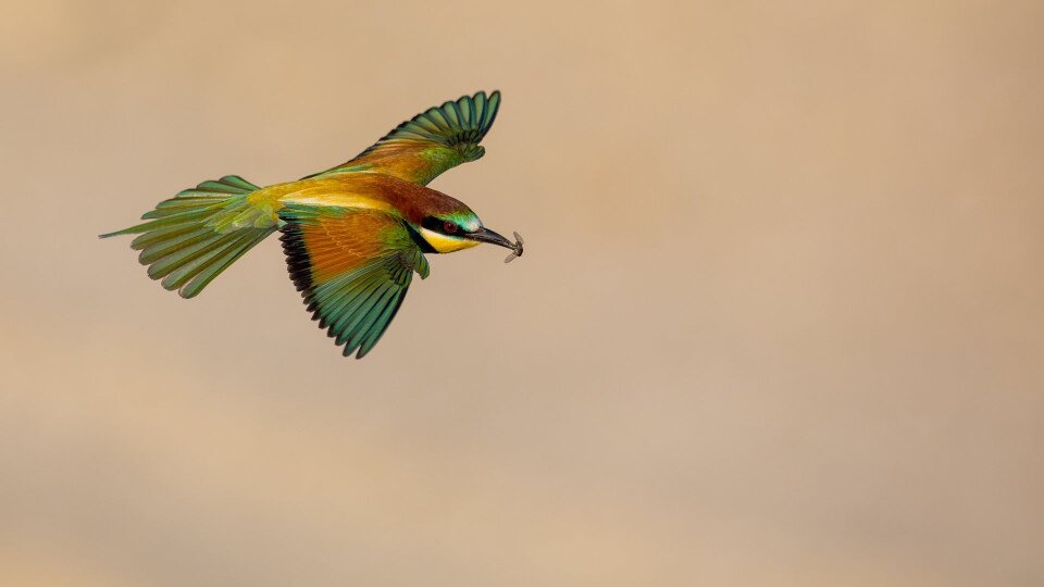 ​Naturerlebnisse mit Vogelbeobachtungen