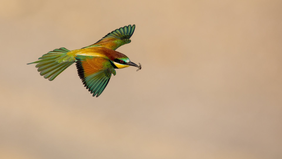 Naturexperiences with bird watching