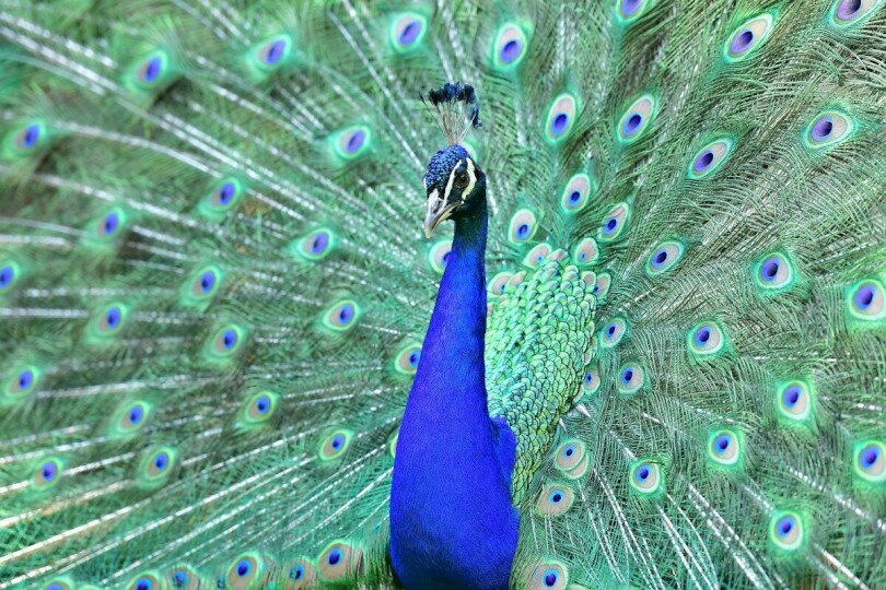 Pamhageni állatpark