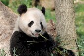 panda-bear-leaning-against-tree-eating-bamboo-shoots