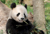 panda-bear-leaning-against-tree-eating-bamboo-shoots