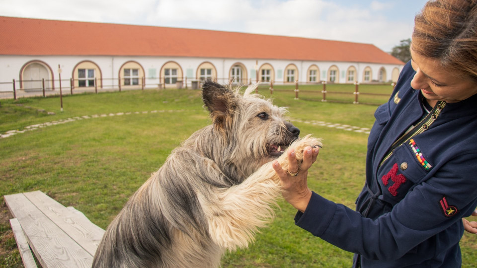 Pro Village Franciska Major - Élménypark kutyabarátoknak