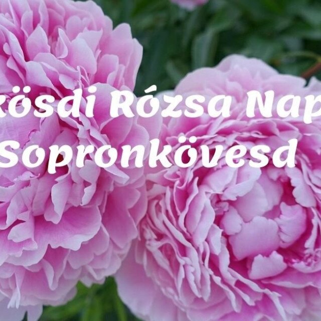 Pünkösdi Rózsa Napok Sopronkövesden