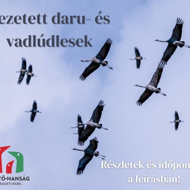 Vezetett daru-és vadlúdles