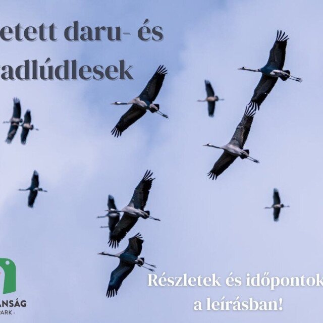 Vezetett daru-és vadlúdles